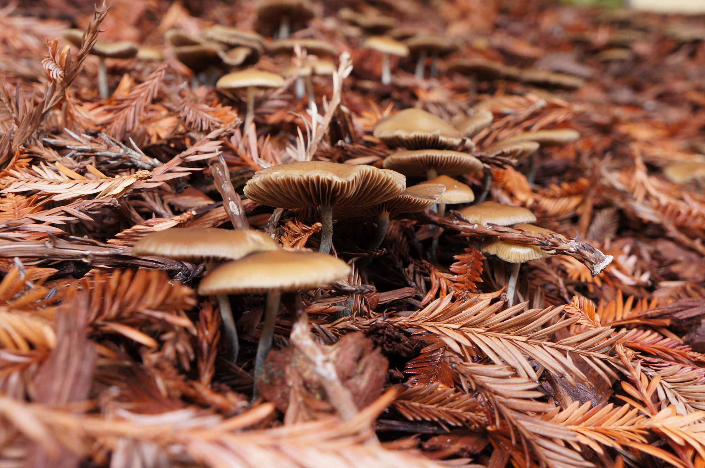 Scientists Discover That a Single Dose of Psilocybin Changes the Human Brain