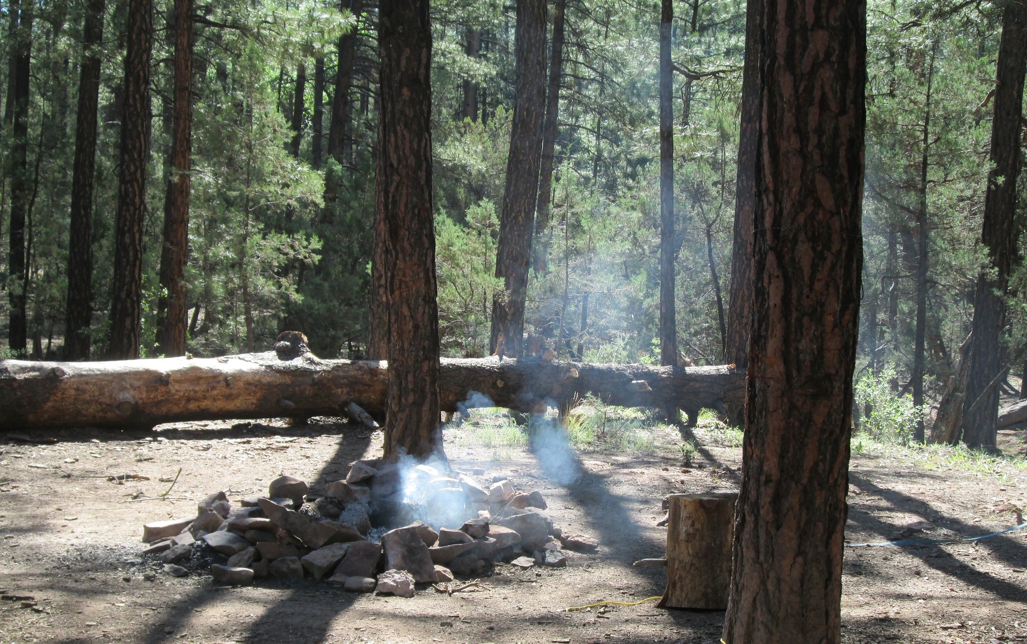 Electronic stickers turn forests into living fire alarms
