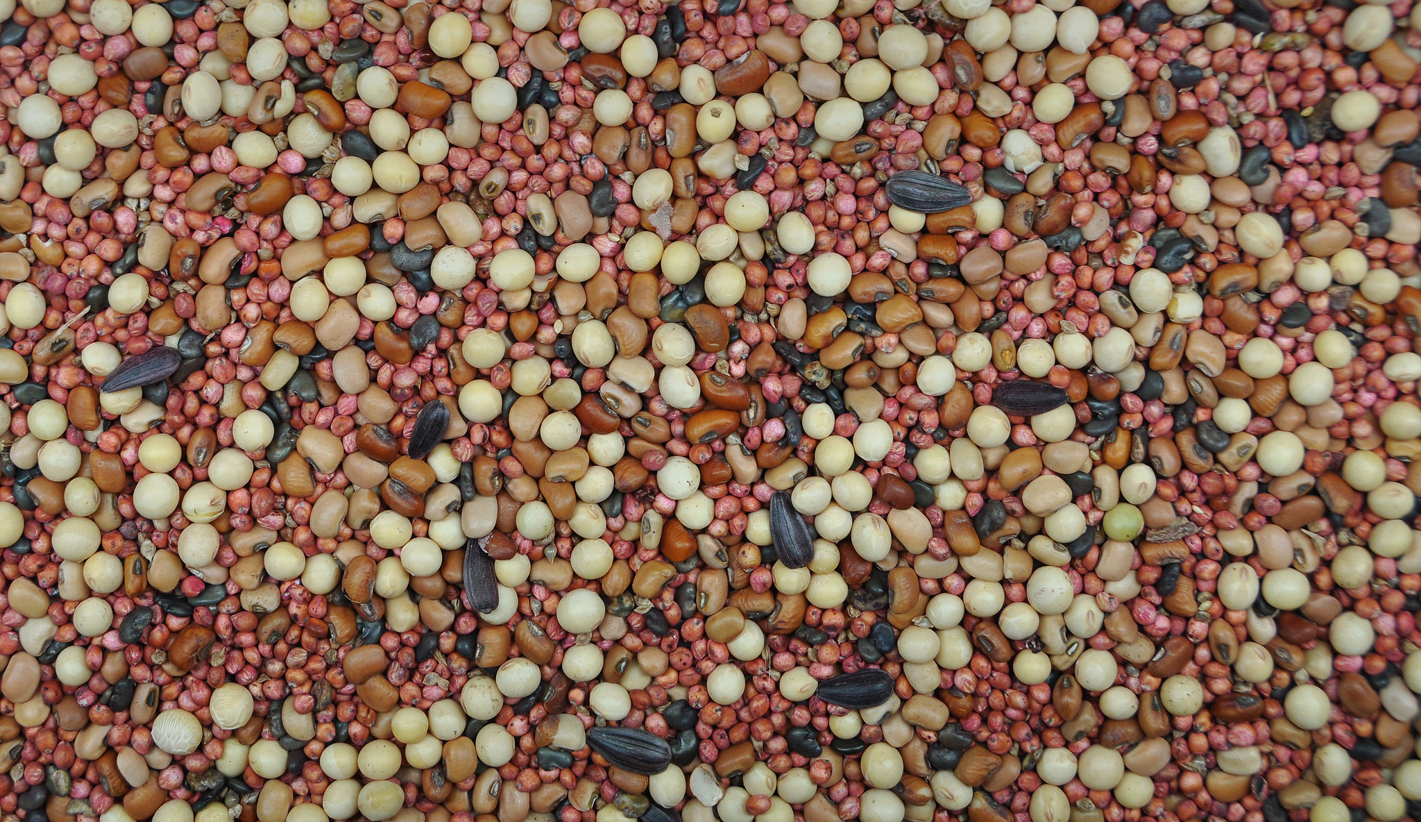 How everyone pays the cost for patents on seeds, and private companies get rich from keeping them secret