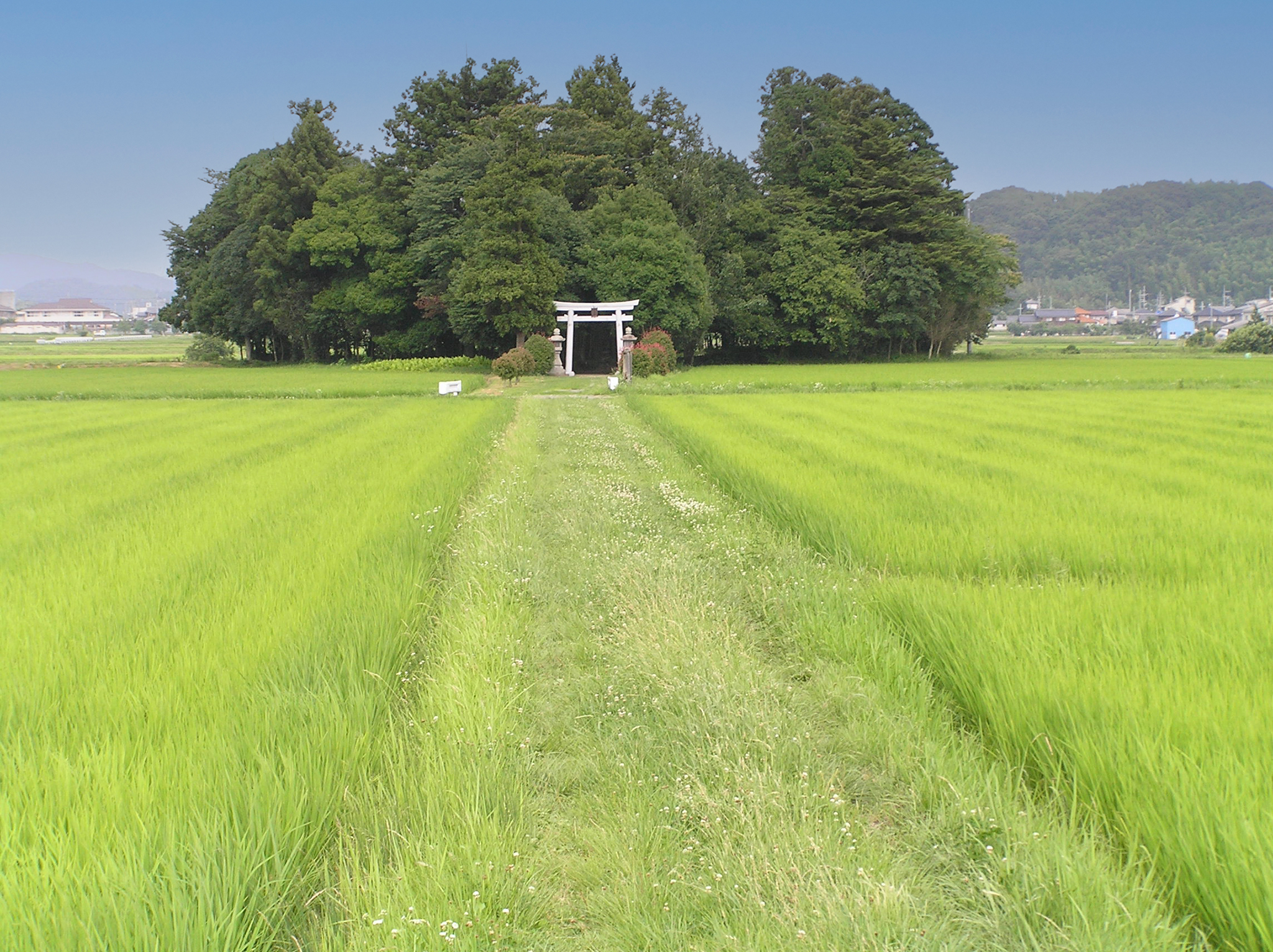 Miyawaki Method: This Japanese System From The 1970s Claims It Can Grow A Lush Forest 10 Times Faster Than Normal