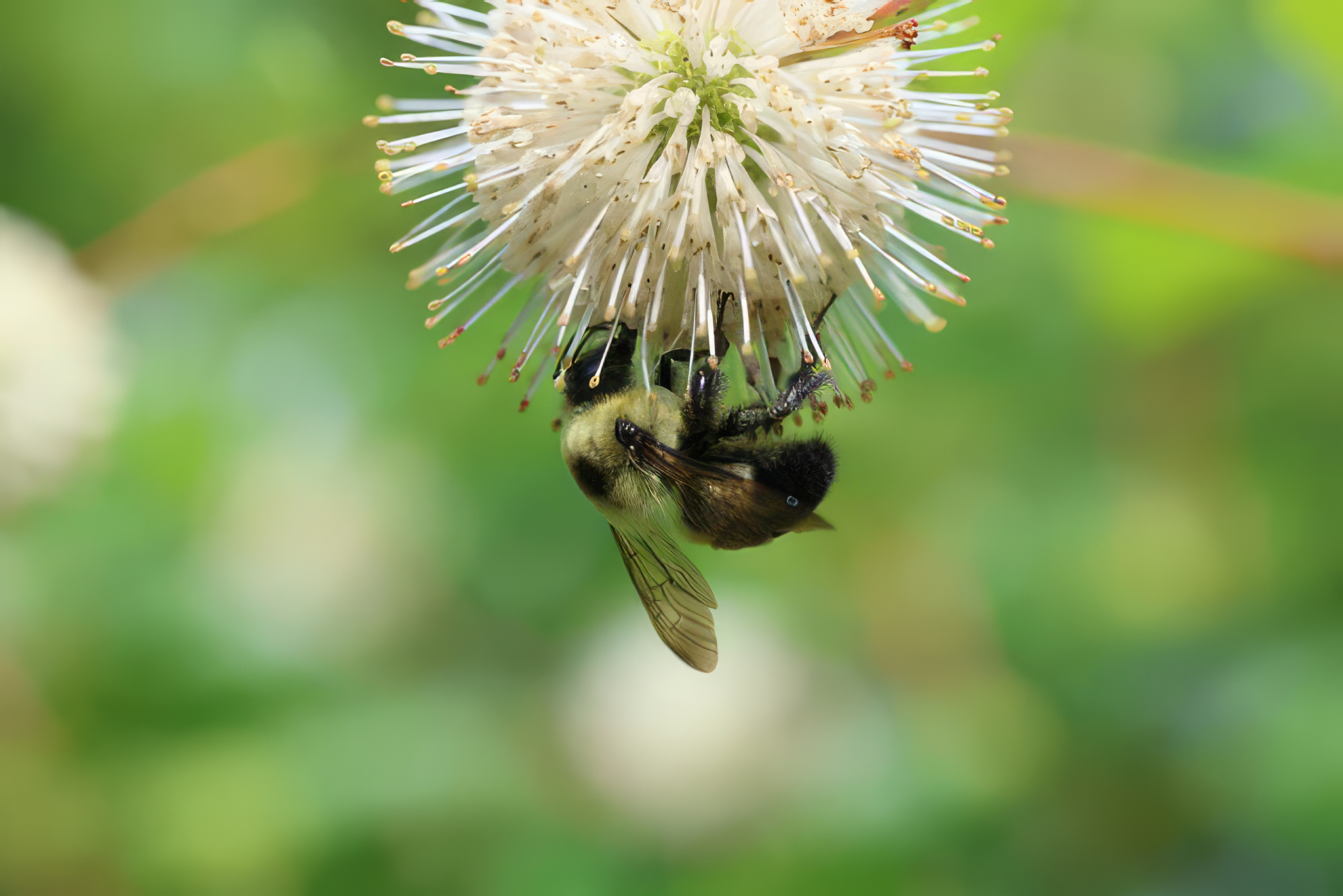 Next-Generation Pesticide Disrupts Bumblebee Reproduction