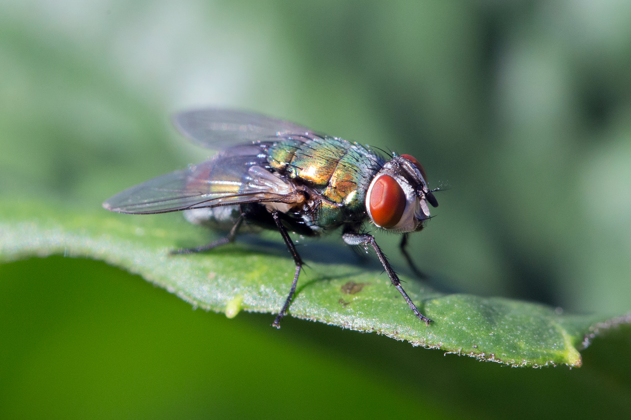 Say Hello to the New Species of Fly Officially Approved to Clean Human Wounds