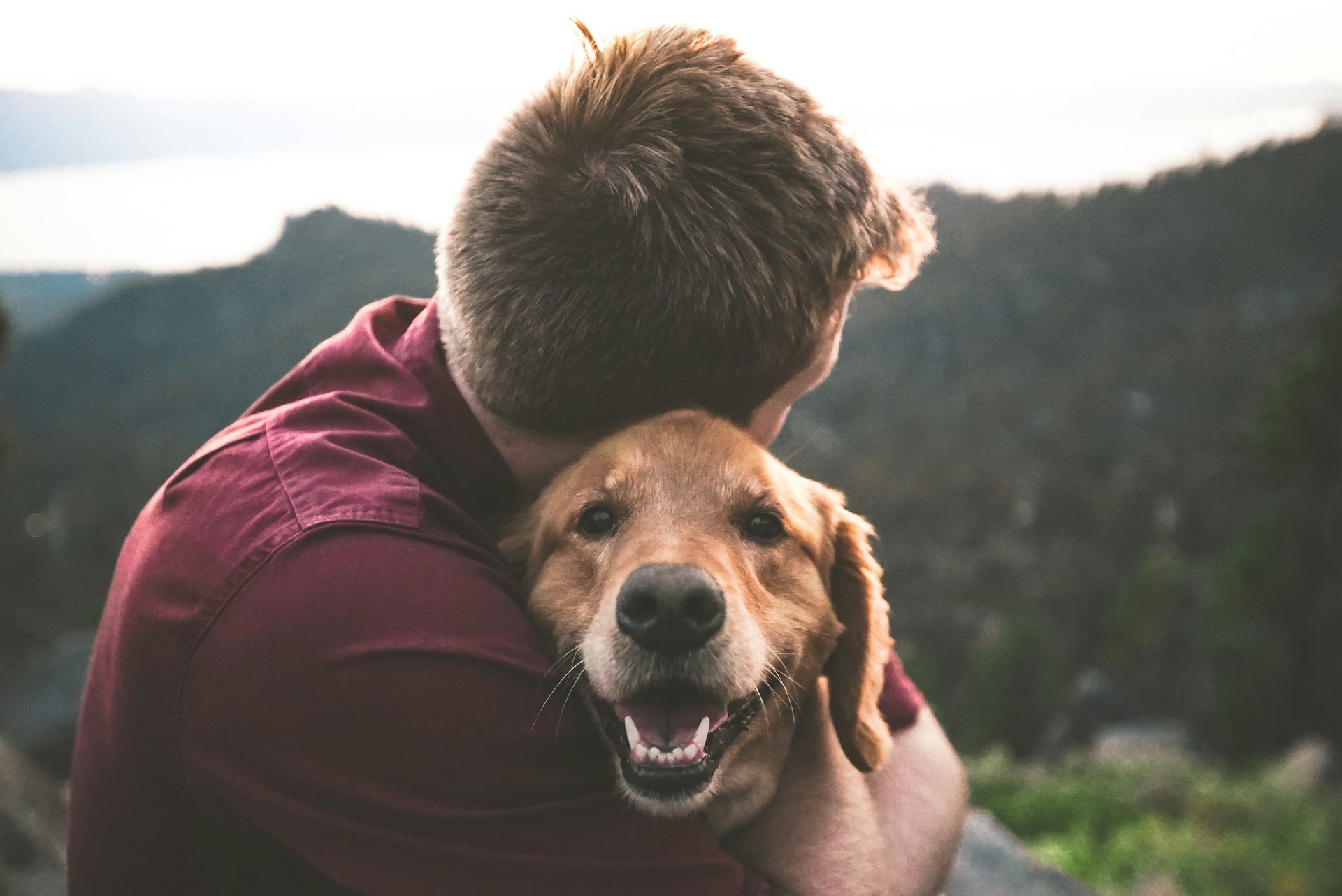 Dogs and humans are more alike than we thought, study finds