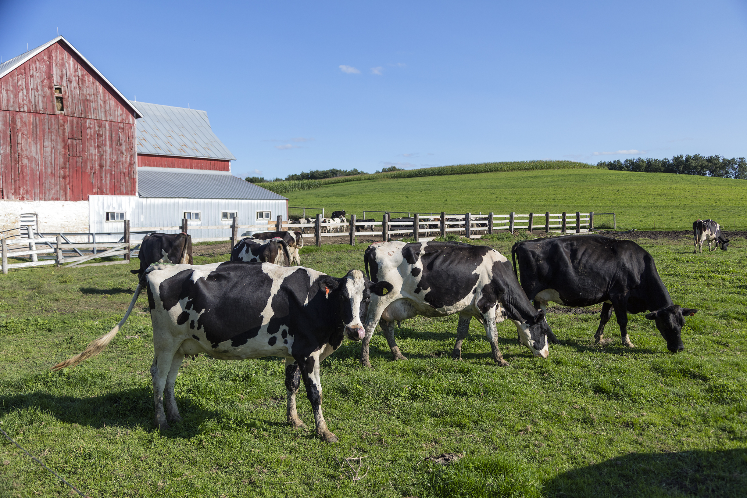 Cow tipping isn’t real and other myths about farm life