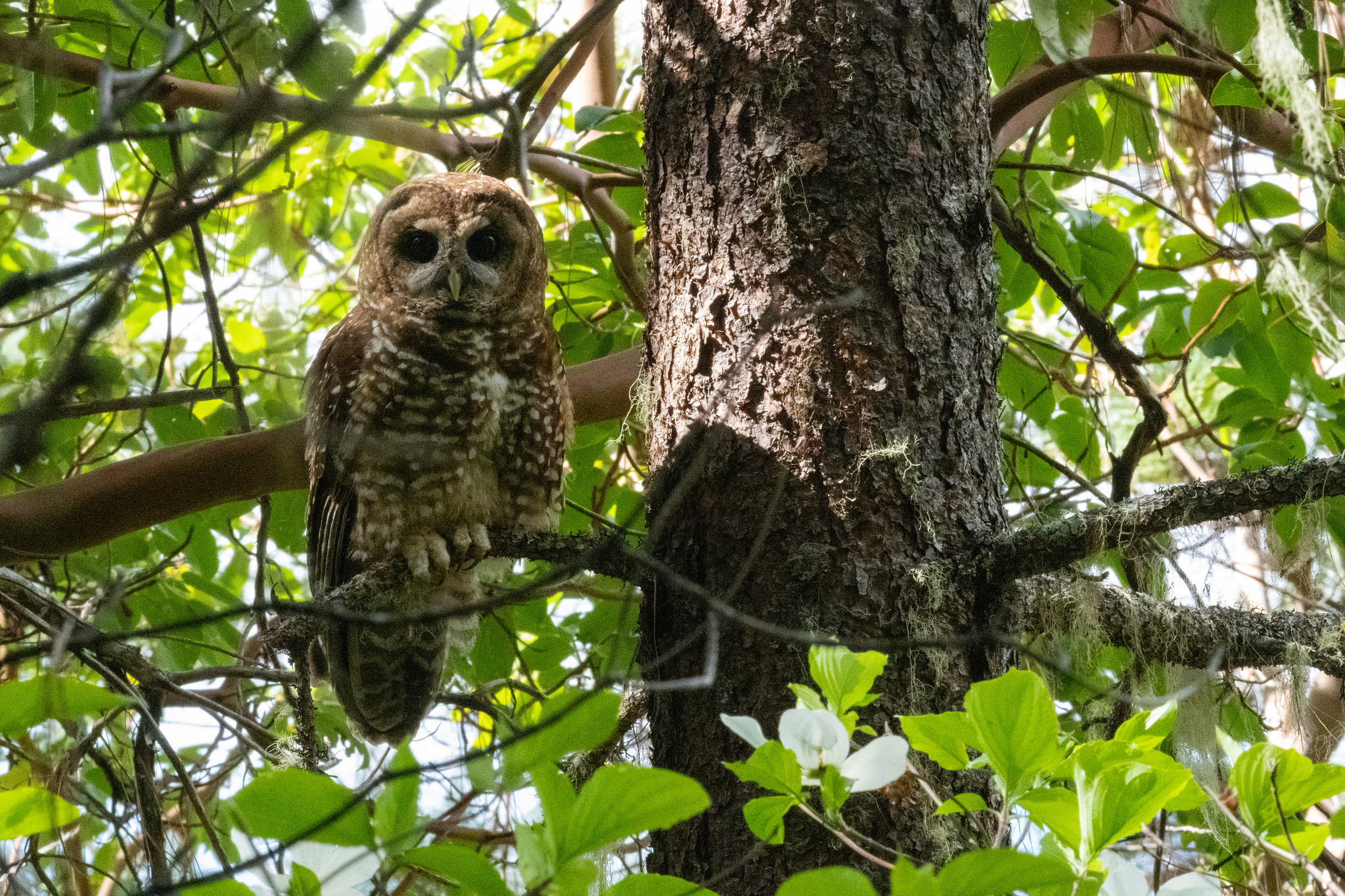 Animals Most at Risk as Trump Rolls Back Wildlife Protections