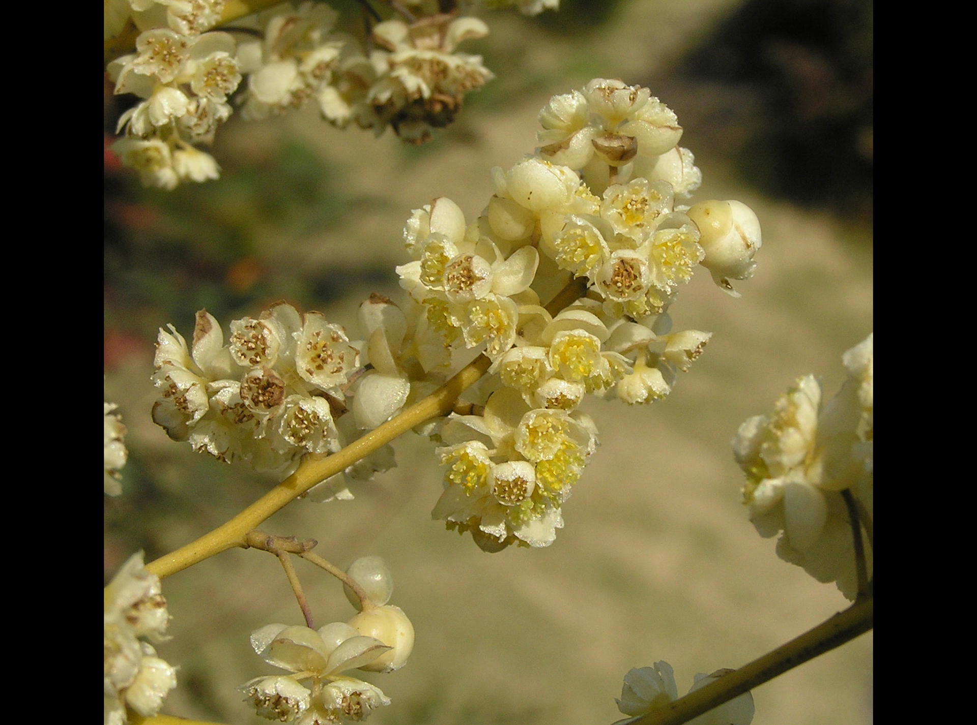 This citrus‑scented tree oil kept mosquitoes at bay for nearly four hours