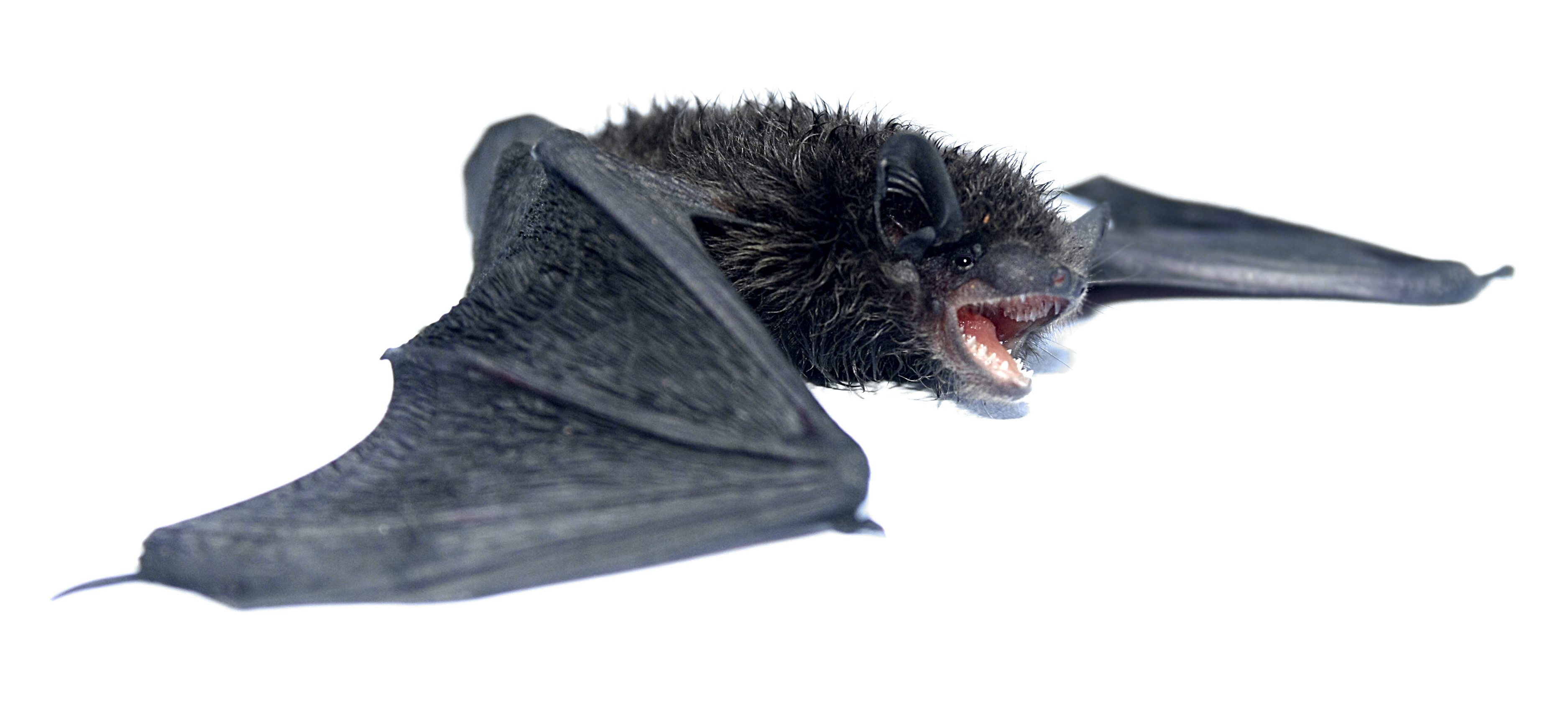 Scientists discover why bats survive deadly viruses without getting sick