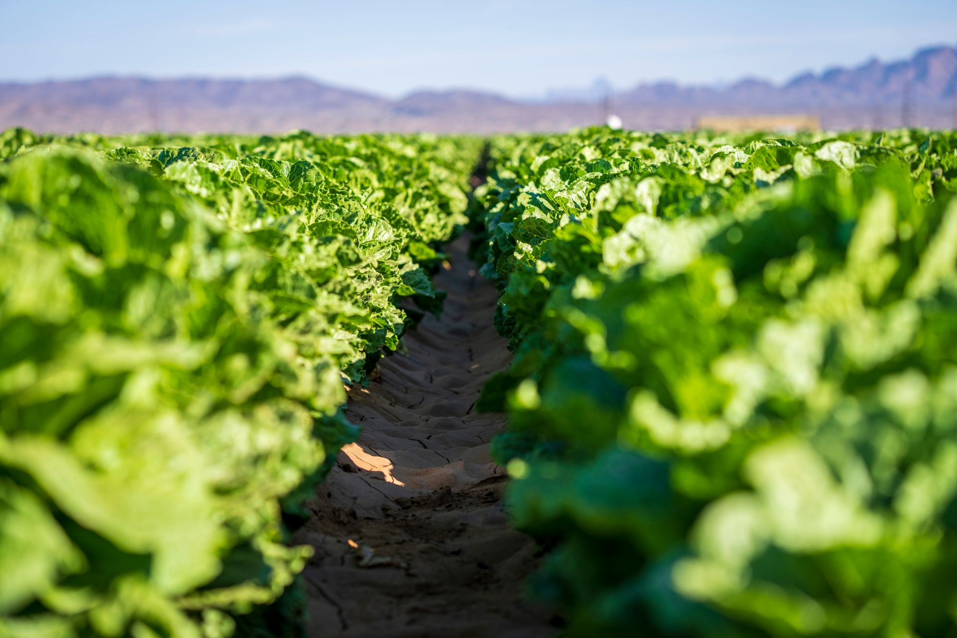 What the Cyclospora Outbreak Says About the Food Safety System