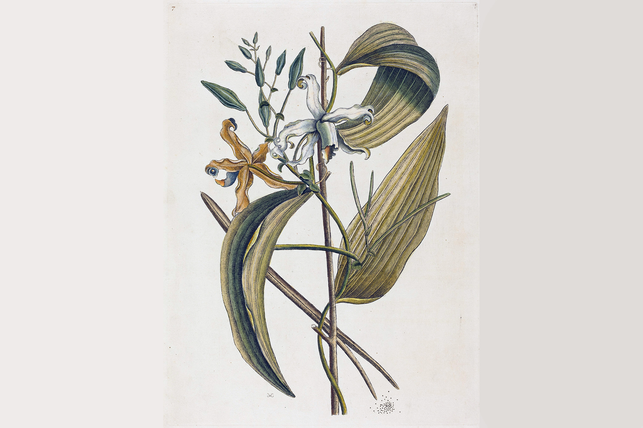 Scientists Studying Earth's Flowering Plants Issue a Stark Warning to Humanity