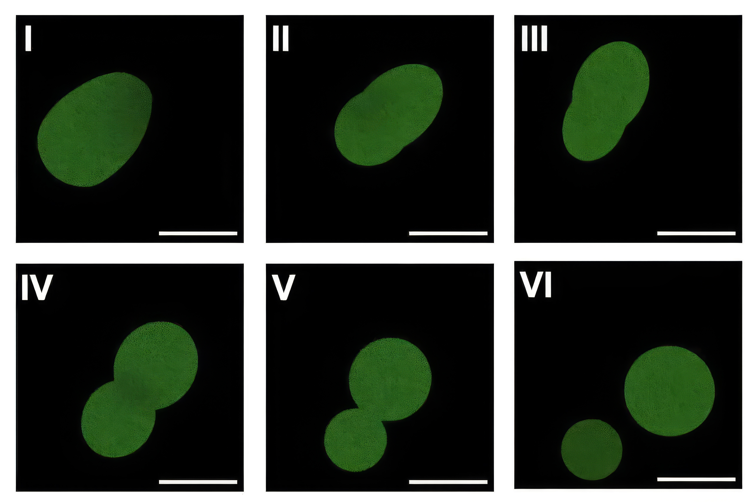 “We’ve Replicated in Chemistry What Only Used to be Possible in Biology”: Scientists Have Created the First Fully Synthetic Cell