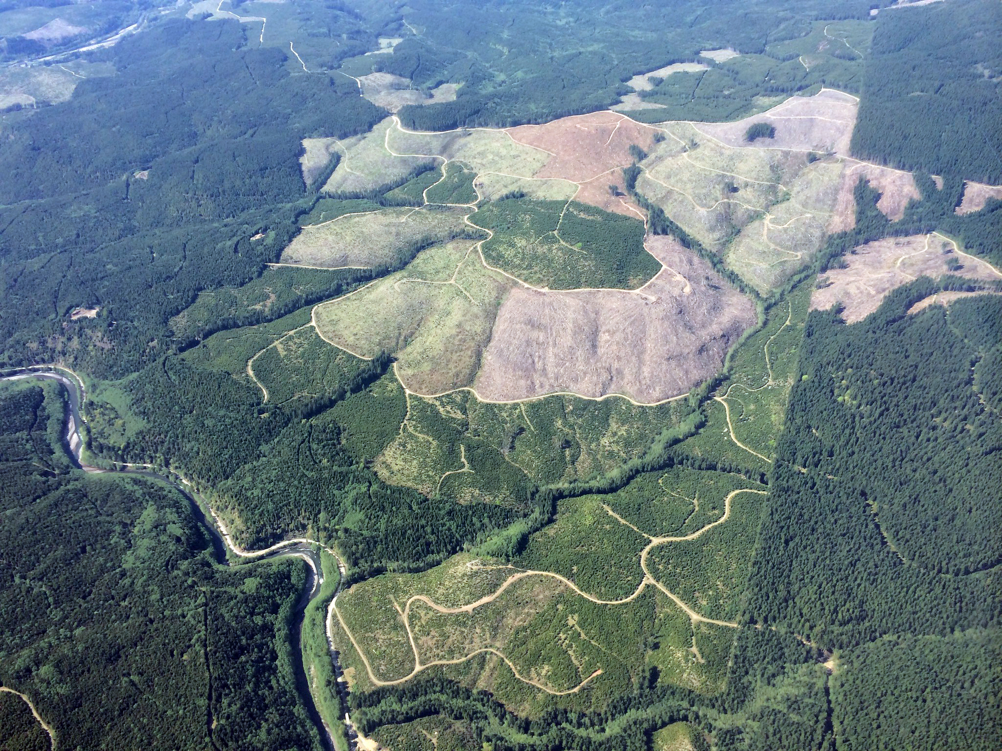 Trump administration to rescind rule protecting old-growth forests