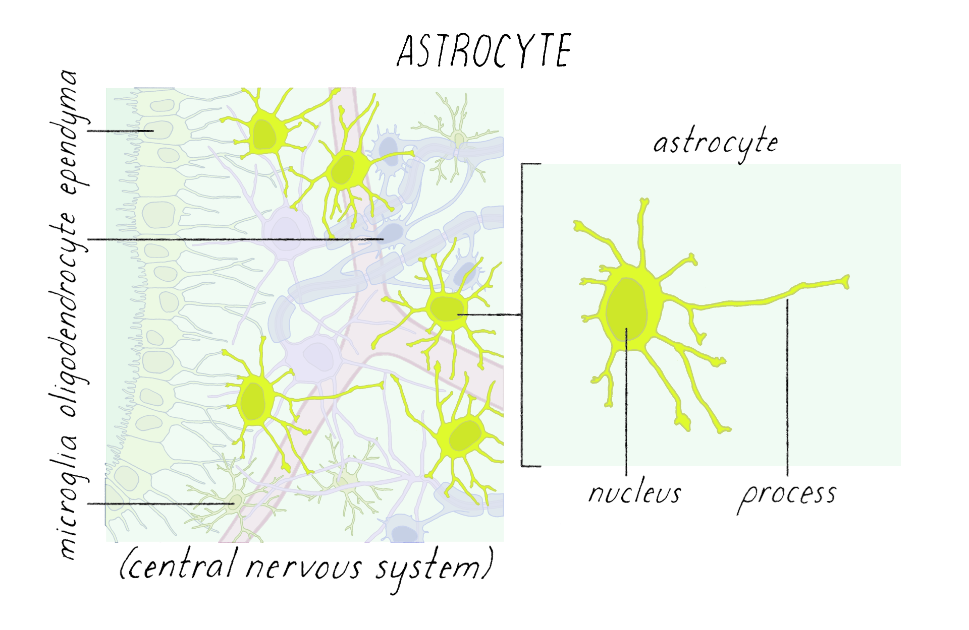 Scientists invent a gel that creates neurons from other cells, which could help treat Alzheimer's