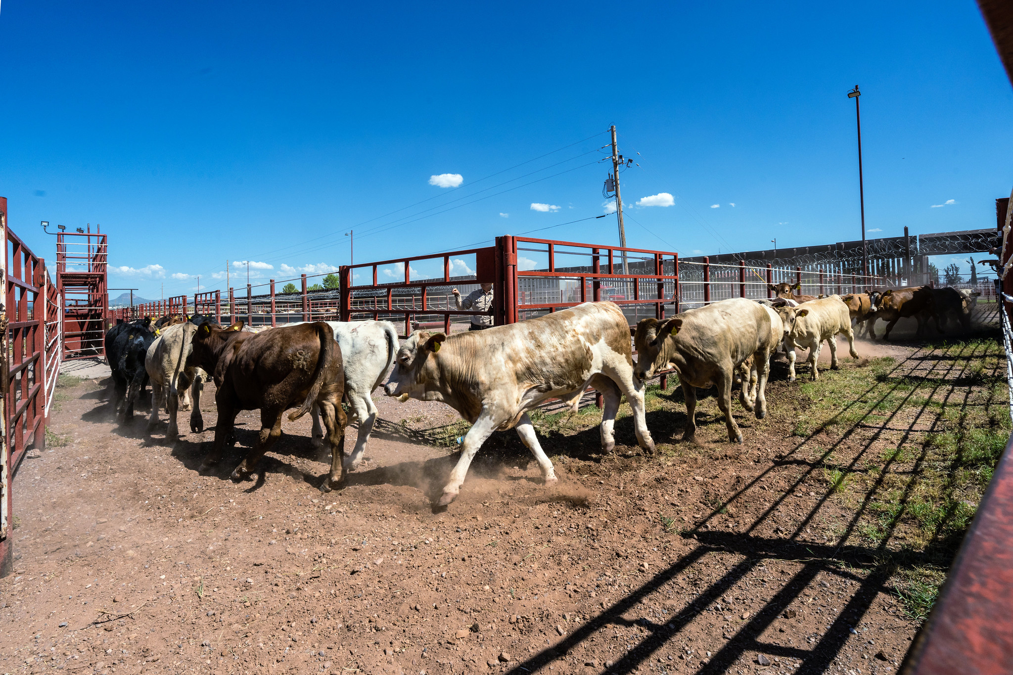Farmers Association Demands Congress Investigate Trump Beef Deal ‘Betrayal’