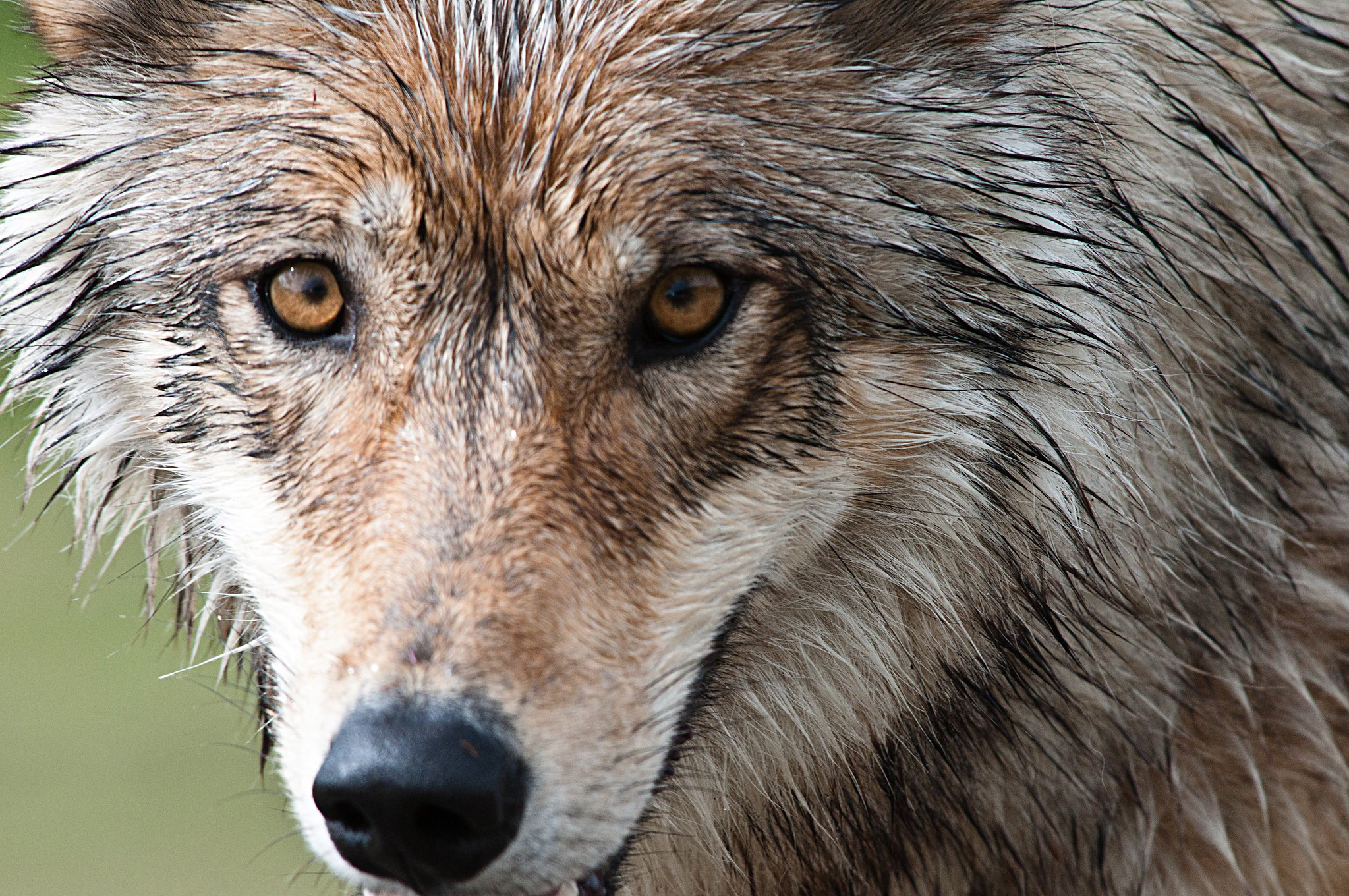 Trump Moves To Let Ranchers Kill Wolves: 'You Can Shoot 'Em'