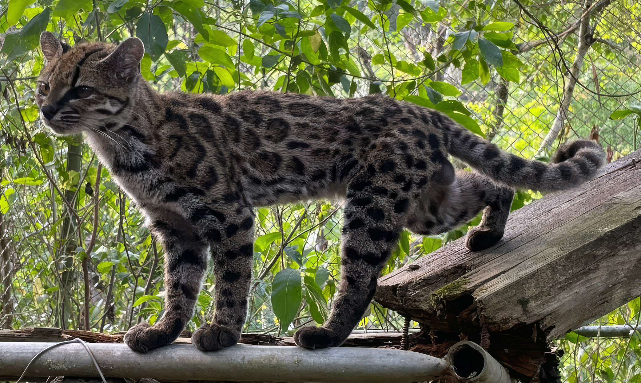 The World’s First New Cat Species In 100 Years Has Just Emerged From The Cloud Forests Of Bolivia