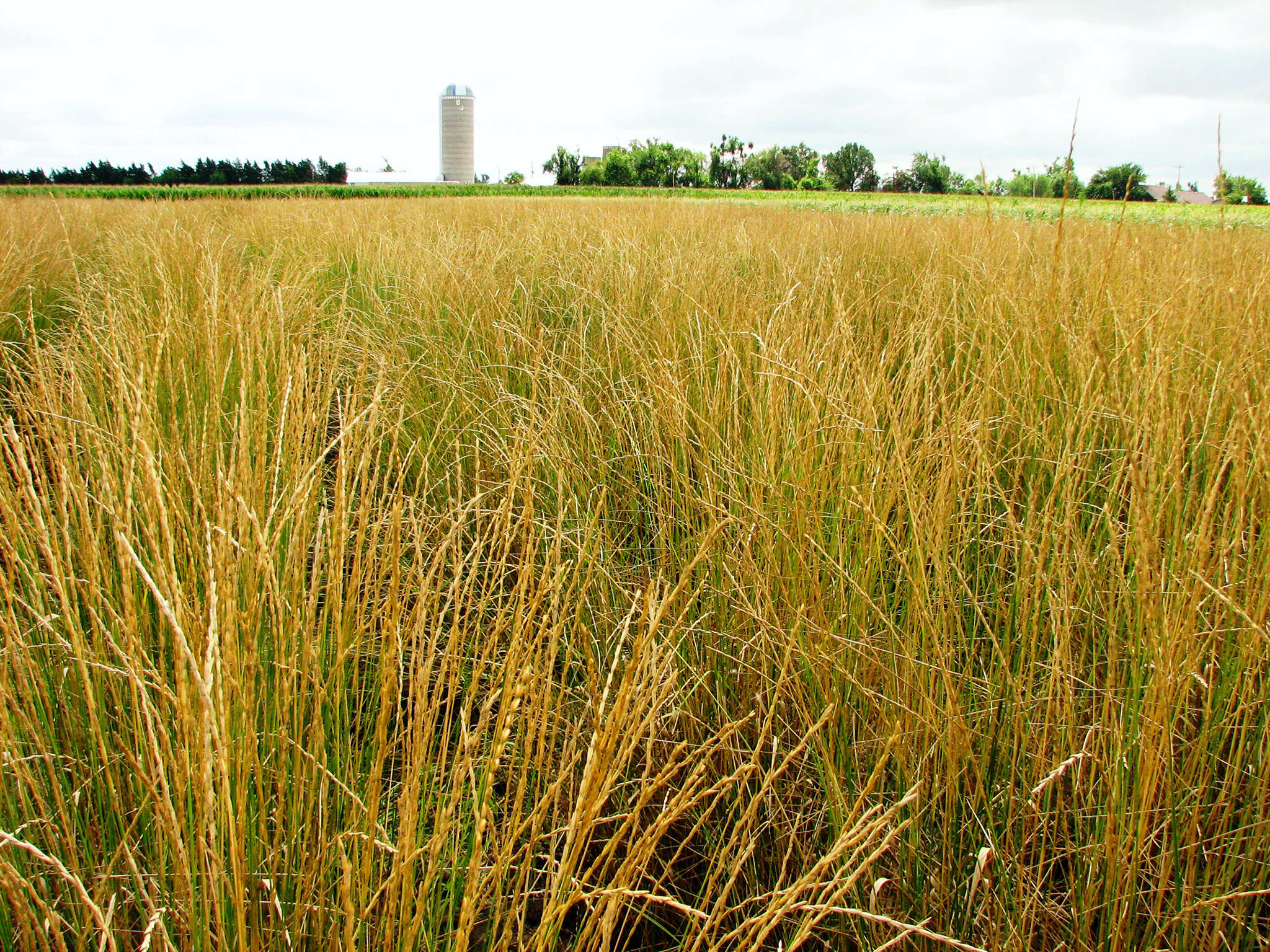 Farmers turn to perennial grains as one solution to extreme weather