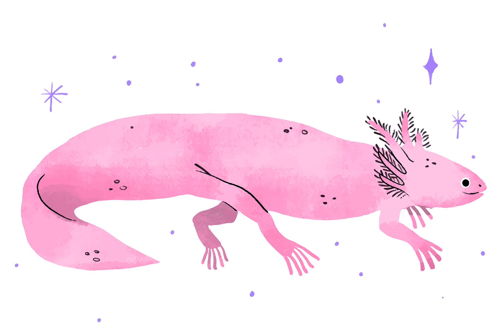 Why can’t people regenerate limbs like salamanders?
