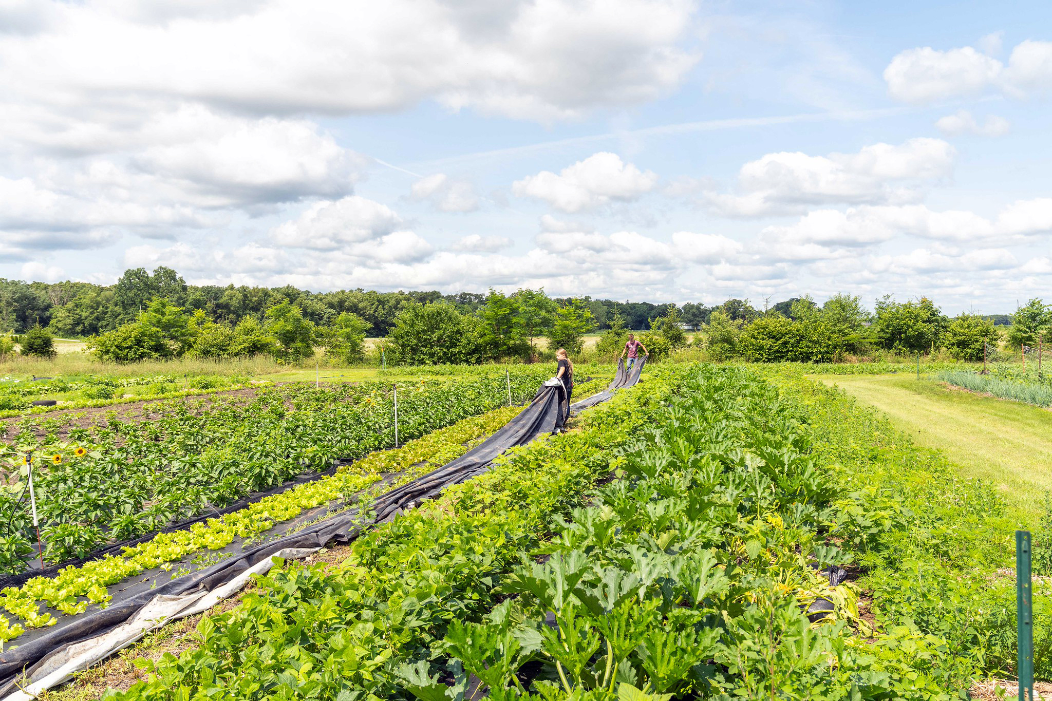 Natural, Man-Made Crises Impacting Global Food Production