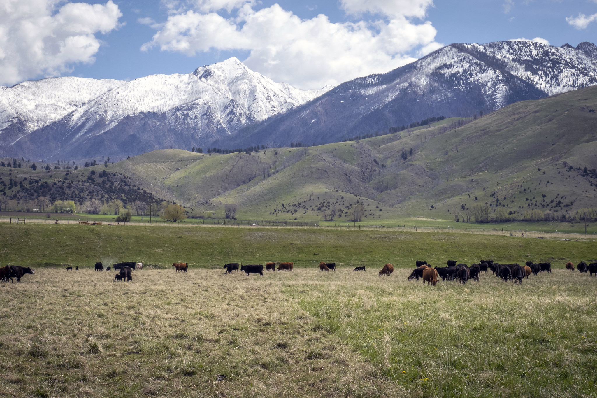 30 Days After Increased Beef Imports, US Ranchers Are Getting Paid Less for Cattle