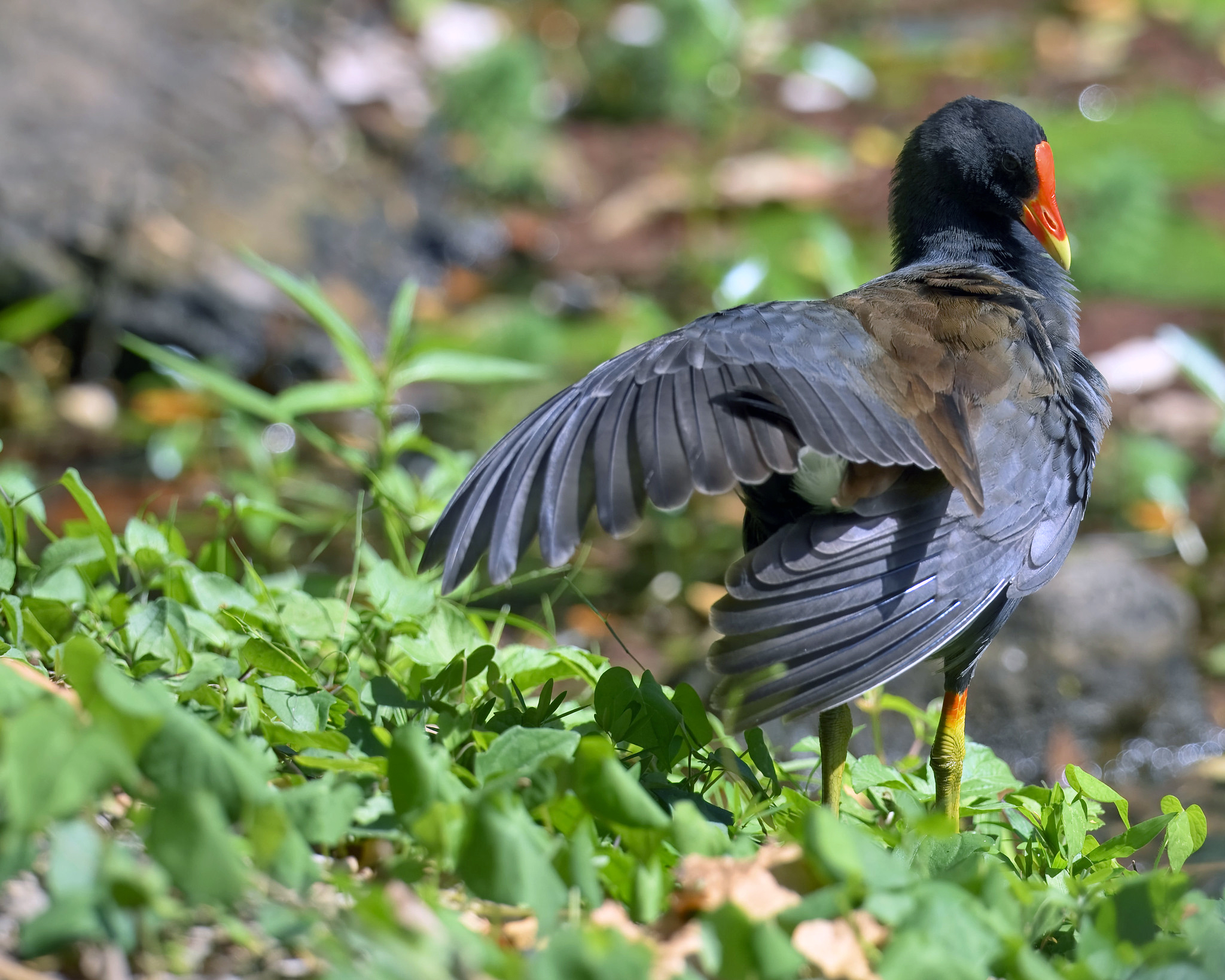 New framework developed for moving endangered species to safer locations