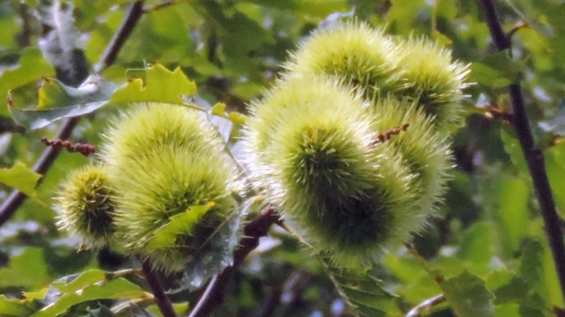 The American Chestnut Trees at Clements Tree Nursery